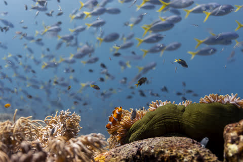 OCEAN with David Attenborough